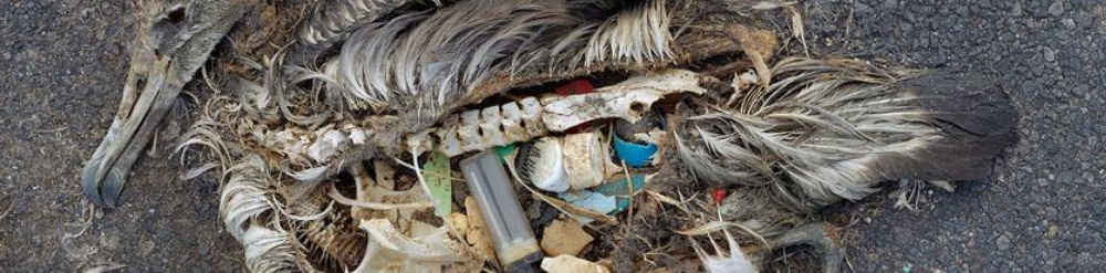 pajaro muerto con plastico en estomago