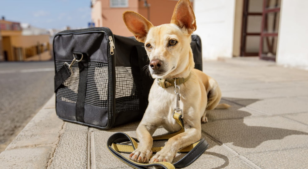 viajar con mascotas