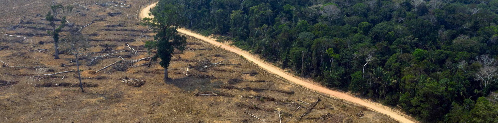 Amazonas en Riesgo de Extinción