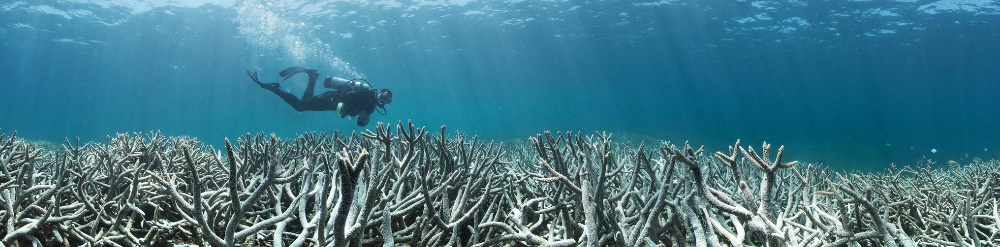 Gran Barrera de Coral Australia