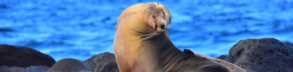 Islas Galápagos en Peligro de Extinción