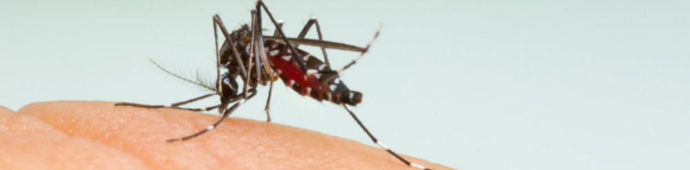 vacuna malaria